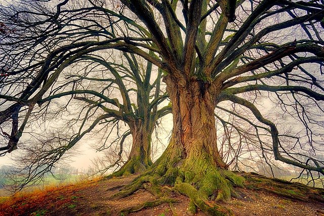 Ramas de la psicología arbol seco con grandes ramas