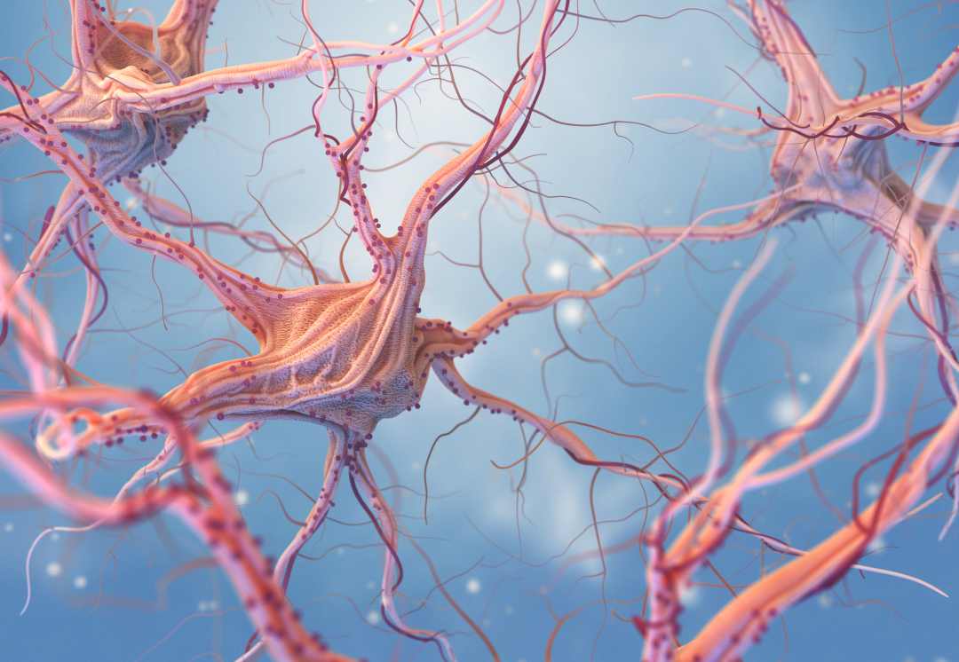 ¿Cuál es la función del GABA (ácido gamma-aminobutírico)? el neurotransmisor gaba