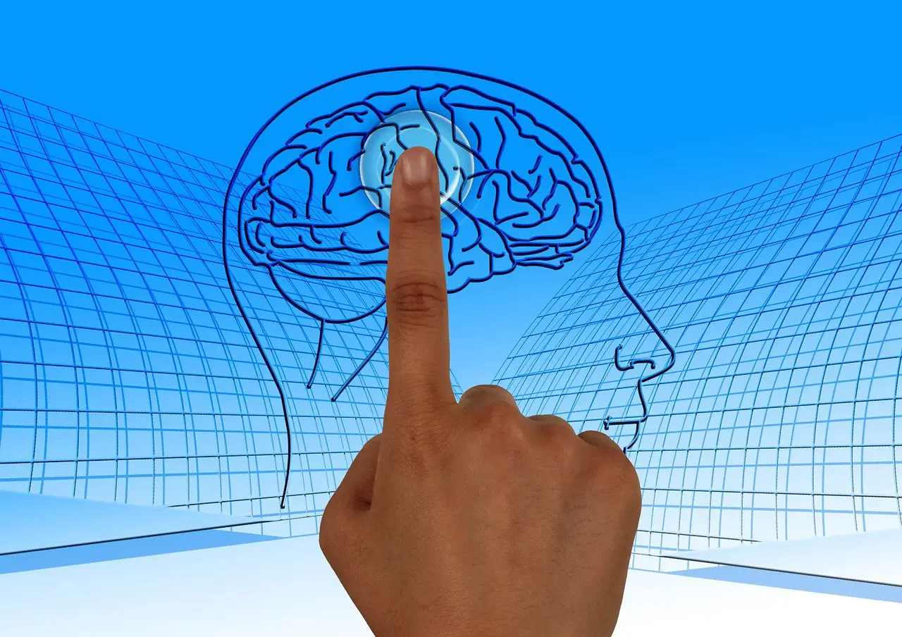 Descubre cómo funciona el cerebro humano: estructura, neuronas y sinapsis